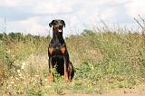 DOBERMANN 701